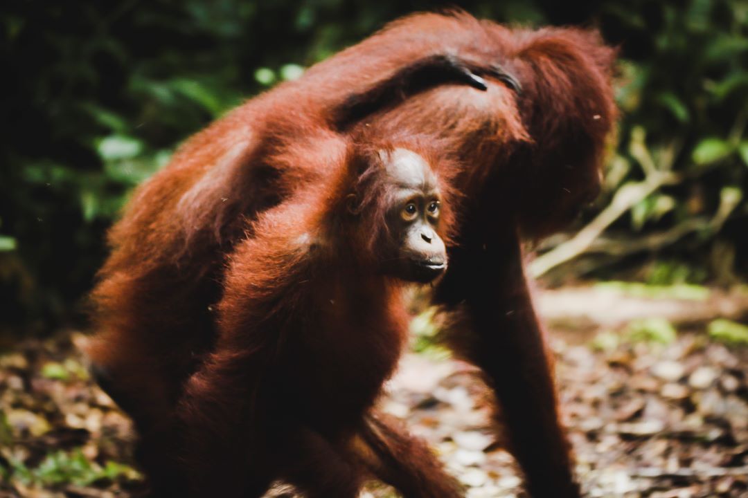 ruta por indonesia orangutan bebe apoyado en su madre mirado hacia un lado
